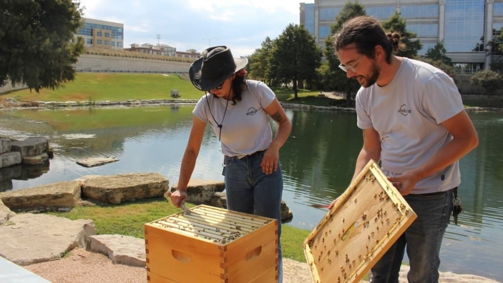 ‘Chill’ bees make a home in Frisco’s Hall Park; Dutch Bros Coffee coming to Fort Worth and more DFW-area news