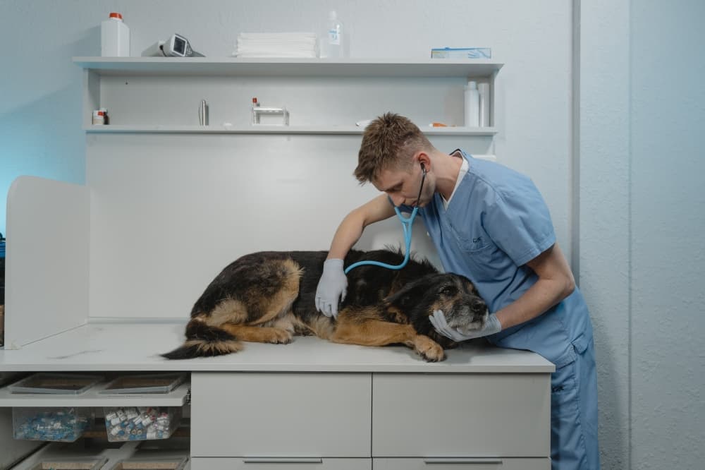 Veterinary Emergency Group opens Katy location