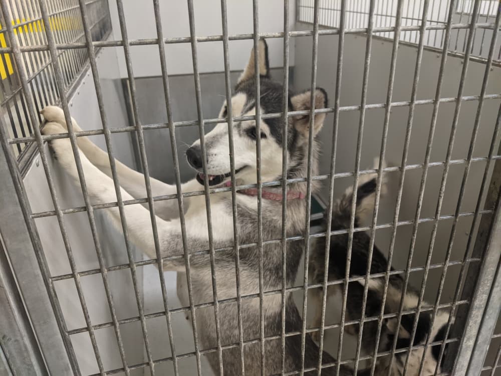Montgomery County Animal Shelter reopens stray animal intake