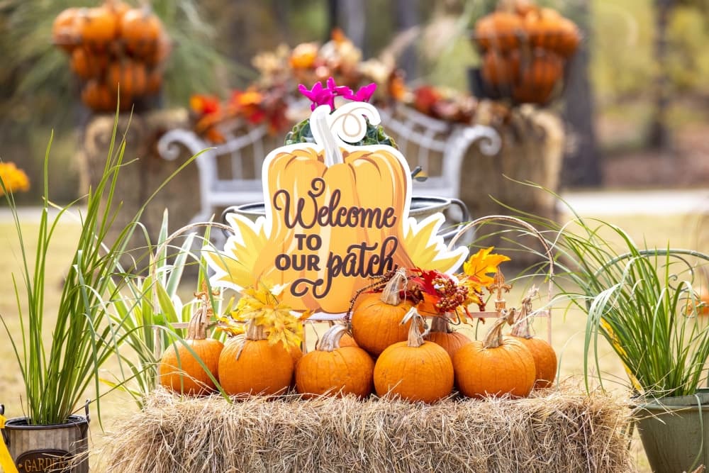 Fall festivals, bird expo: 6 things to do in the Conroe, Montgomery area this weekend