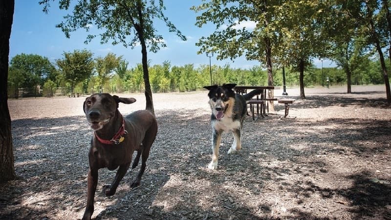 Bonnie Wenk dog park in McKinney to temporarily close for upgrades