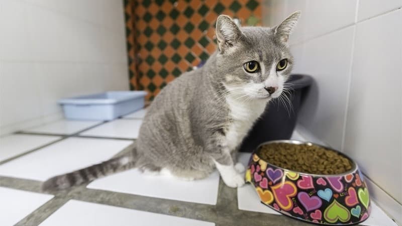 Frisco Pet Hospital providing veterinary, grooming services