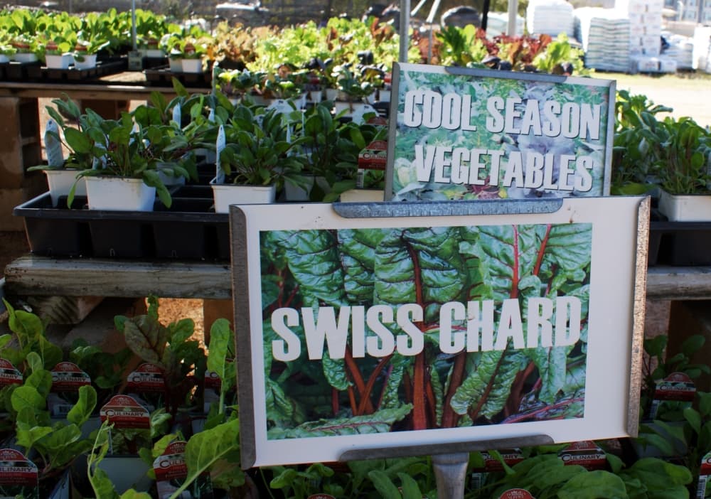 Swiss chard is just one of the cool-season vegetable options at Red Barn Garden Center in Leander. (Eddie Harbour/Community Impact Newspaper)