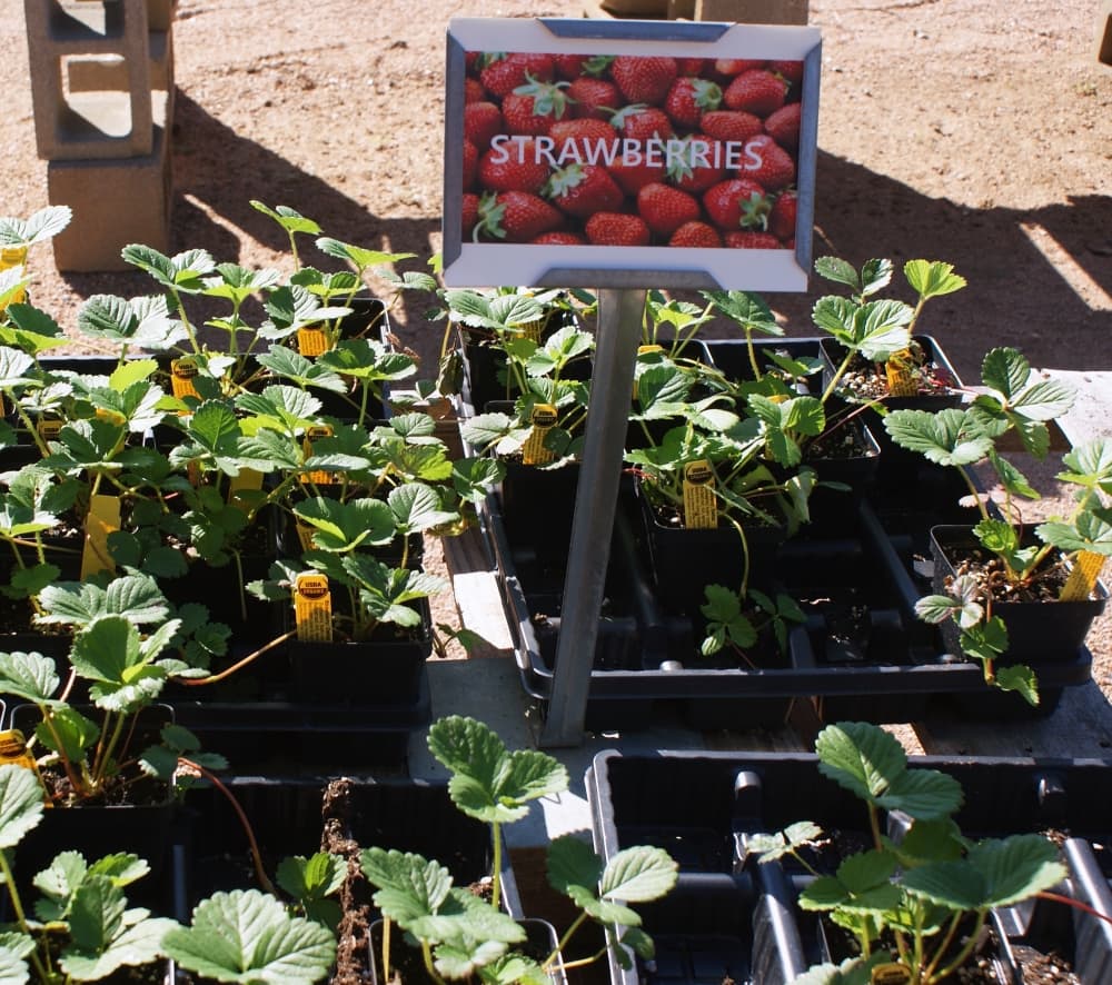 Delizz strawberries are a popular late-in-the-year option at Red Barn Garden Center in Leander. (Eddie Harbour/Community Impact Newspaper)
