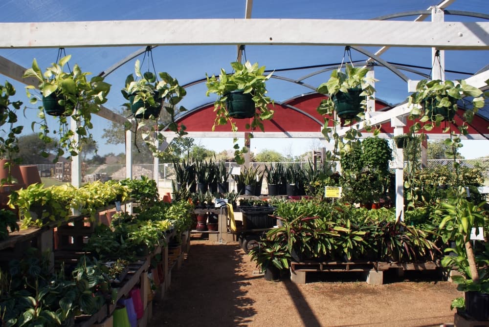 The houseplants enclosure at Red Barn Garden Center in Leander features plants across a wide variety of sizes. (Eddie Harbour/Community Impact Newspaper)