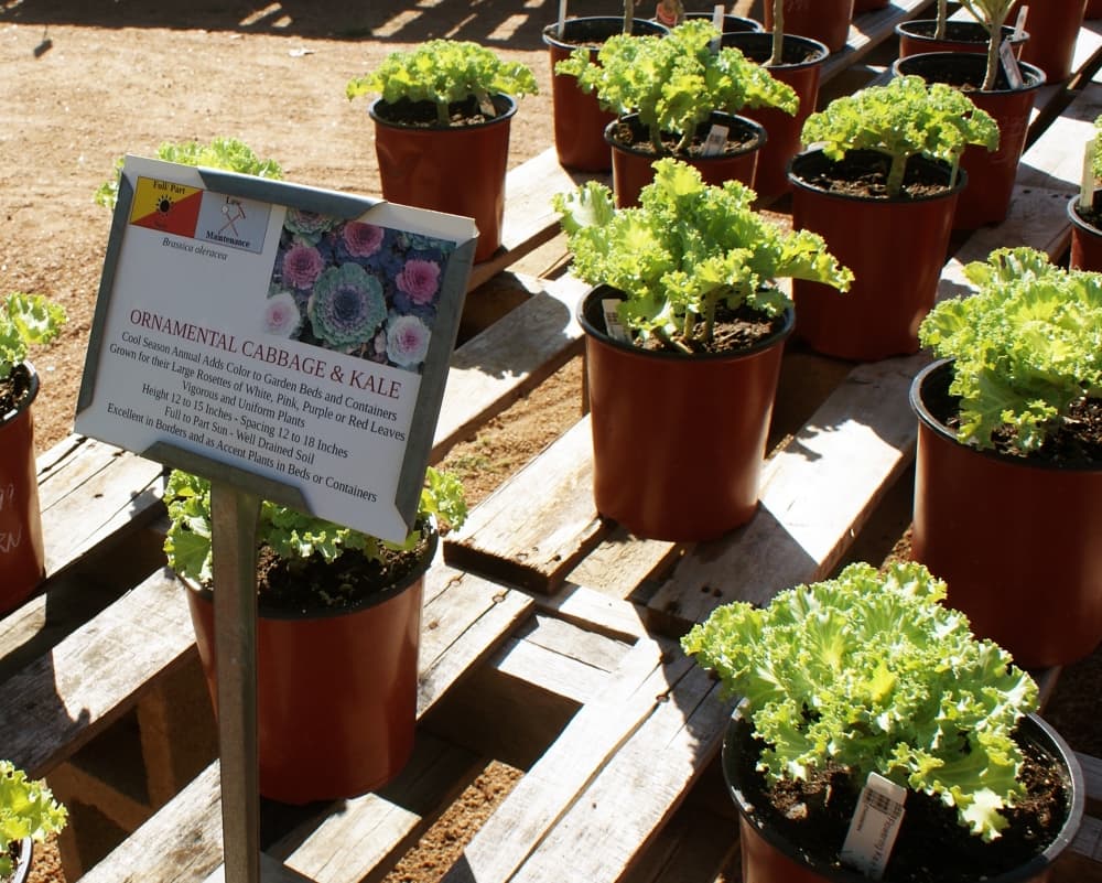 Ornamental cabbage and kale at Red Barn Garden Center are two options for those looking to add cool-season color to their gardens. (Eddie Harbour/Community Impact Newspaper)
