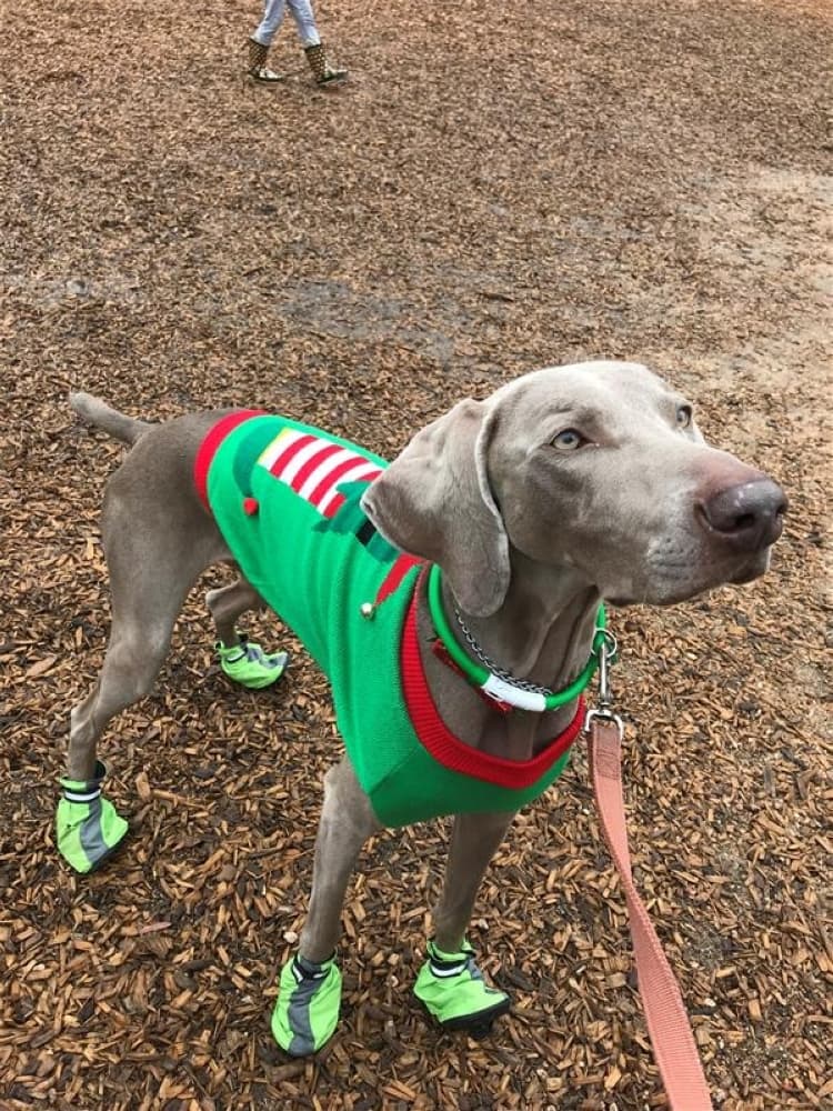 Dog owners can bring their pets for a treat hunt and pageant at Bear Branch Park. (Courtesy The Woodlands Township)