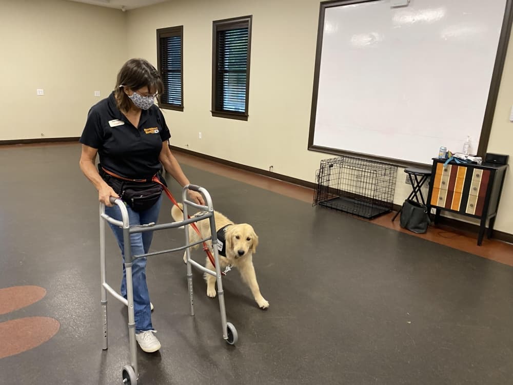 A service dog must demonstrate it can focus on their owner without getting distracted before they can graduate from the Hounds for Heroes program. (Trent Thompson/Community Impact Newspaper)