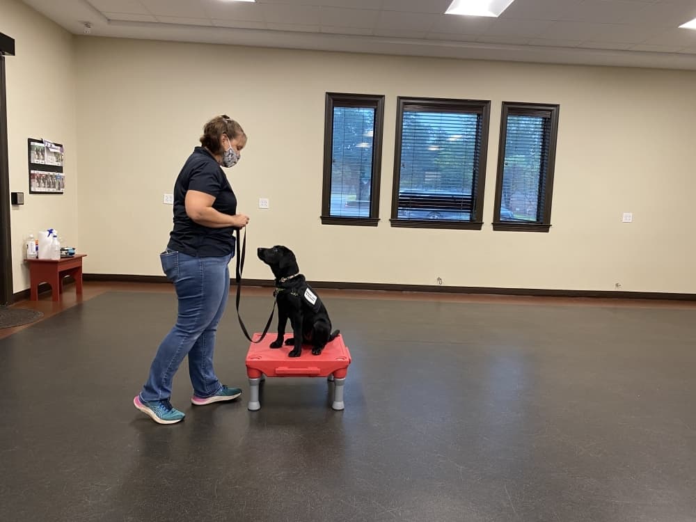 Susan Windham joined The Dog Alliance in 2007 and is the director of the Hounds for Heroes program where she trains service dogs such as Panini. (Trent Thompson/Community Impact Newspaper)