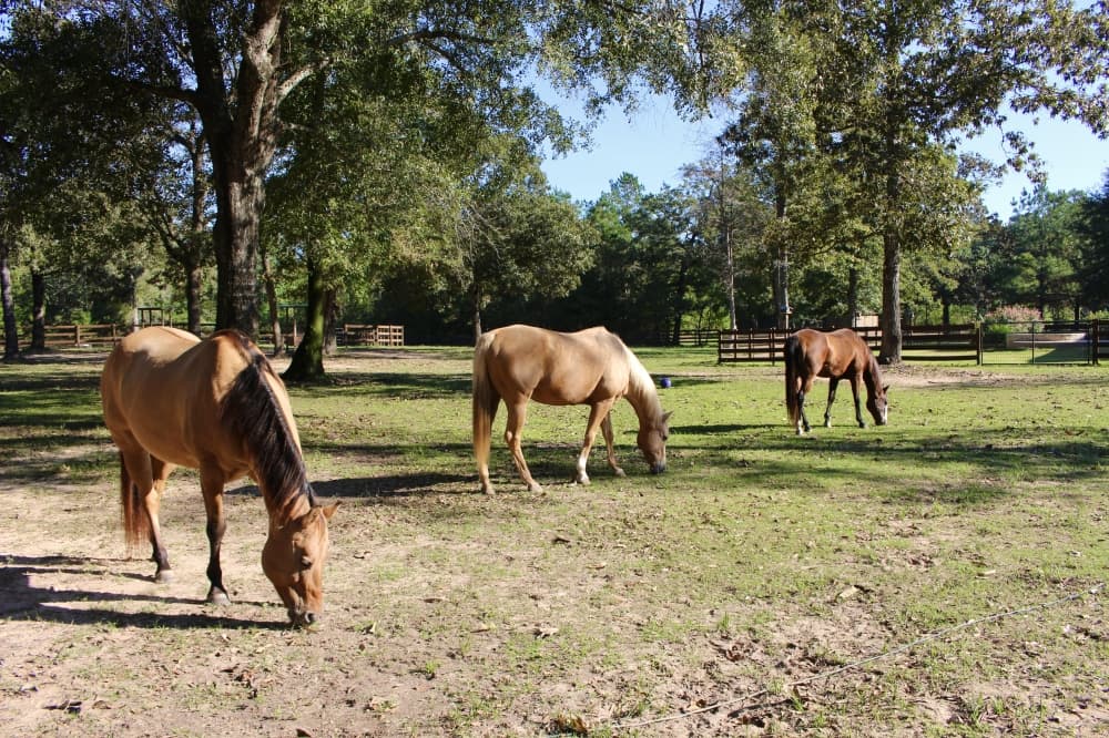 Therapy sessions take place in a shaded part of the pasture while horses roam. (Ally Bolender/Community Impact Newspaper)