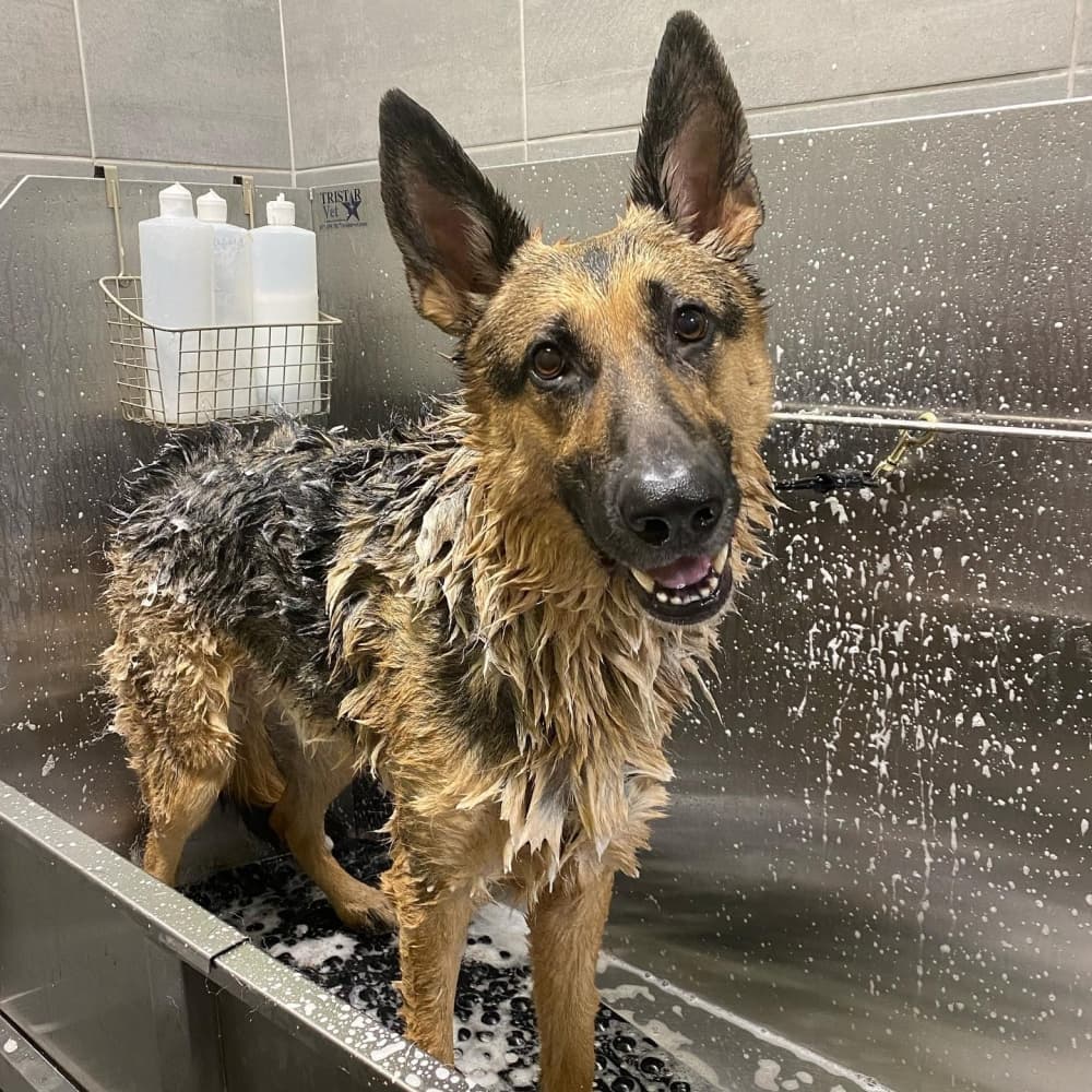 Oli's Pet Stuff features dog self-wash stations and grooming by appointment. (Courtesy Oli's Pet Stuff)