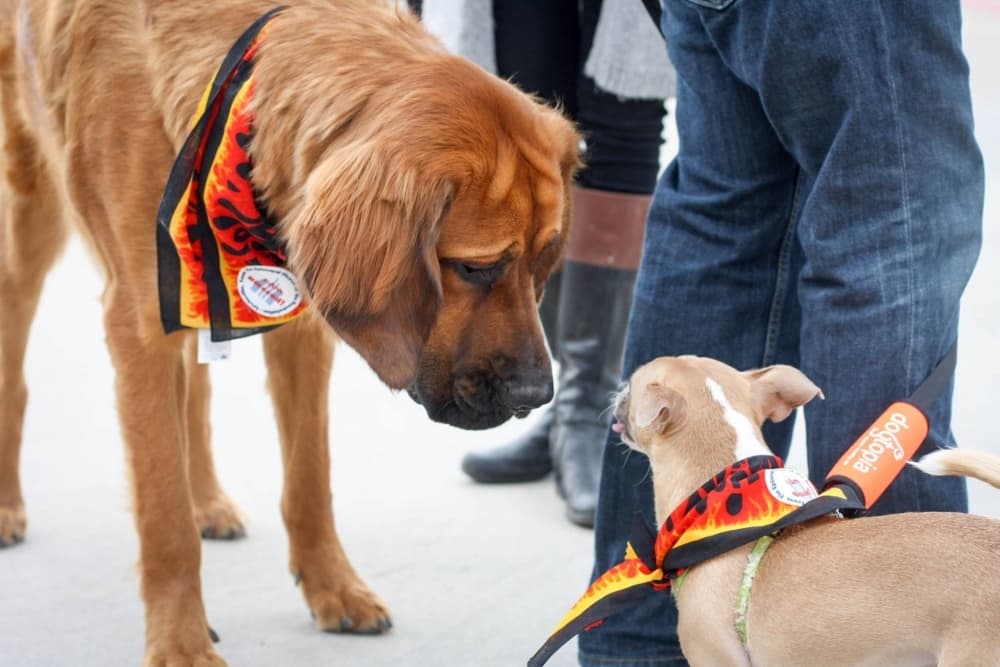 Adopt a pet, check out classic cars or take in a concert with these events in Lewisville, Flower Mound and Highland Village