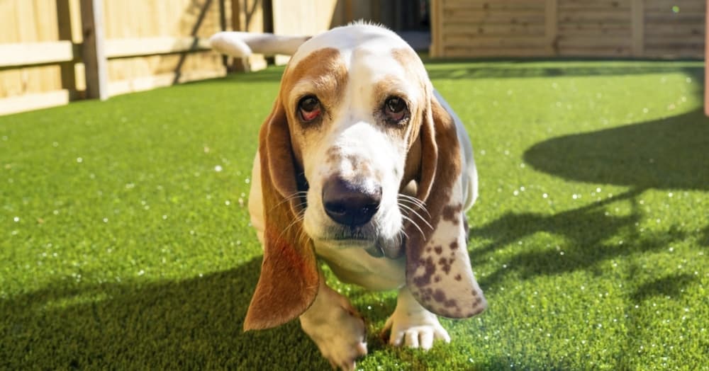 Dog care facility to open near downtown San Antonio