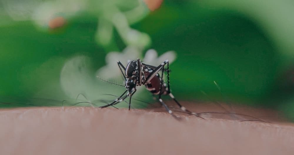 Mosquito trap tests positive for West Nile Virus in Georgetown