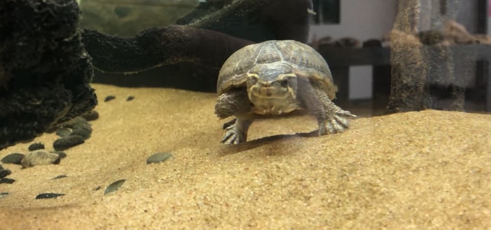 Image of common musk turtle at Delores Fenwick Nature Center