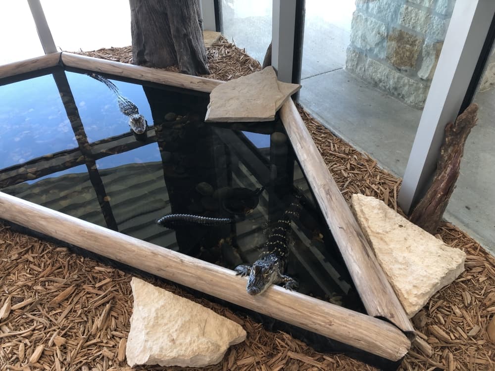 Image of American alligators at Delores Fenwick Nature Center