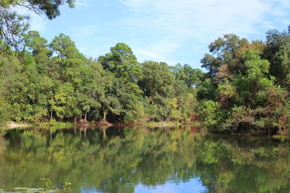 Local organizations to plant 6,000 trees to protect Cypress Creek