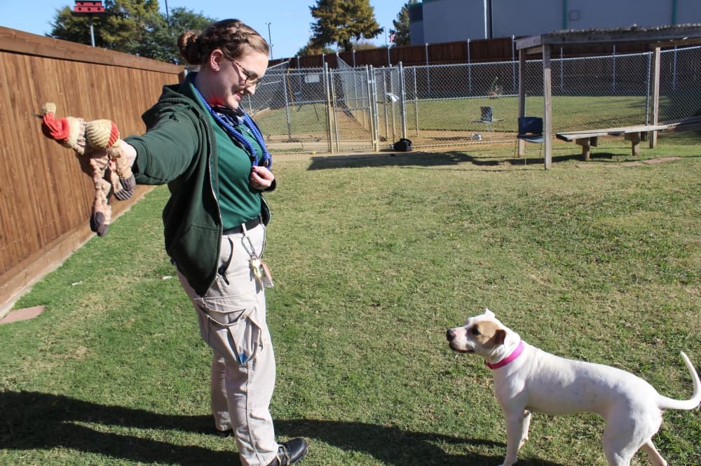 Plano Animal Services Department faces new challenges