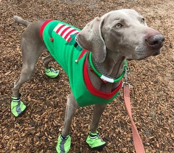 Christmas crafts, dog pageant: 6 things to do Dec. 17-19 in The Woodlands area