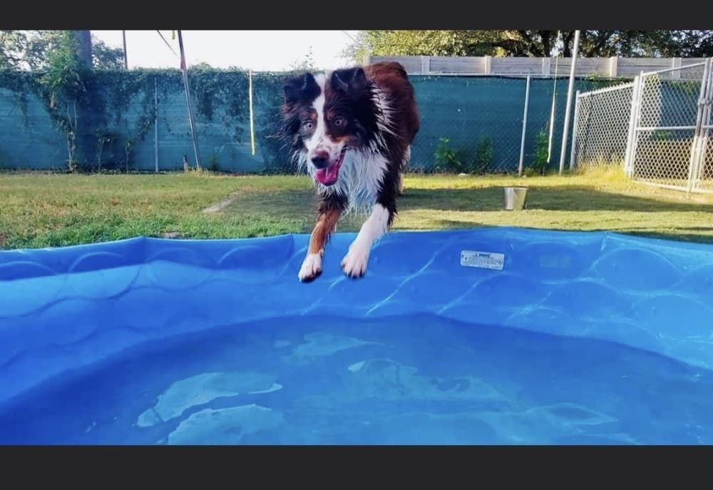 Southwest Austin dog day care celebrates 10 years in business