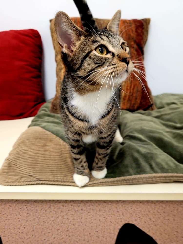 Bayou Animal Shelter strives to tailor pet adoptions to every person’s needs. (Courtesy Bayou Animal Services)