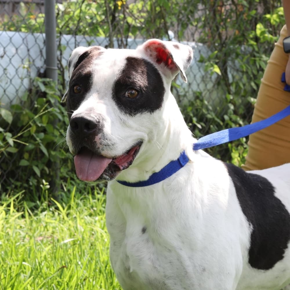 The City of Pearland Adoption Center works to protect animals and promote adoptions of its animals. (Courtesy City of Pearland Animal Services and Adoption Center)