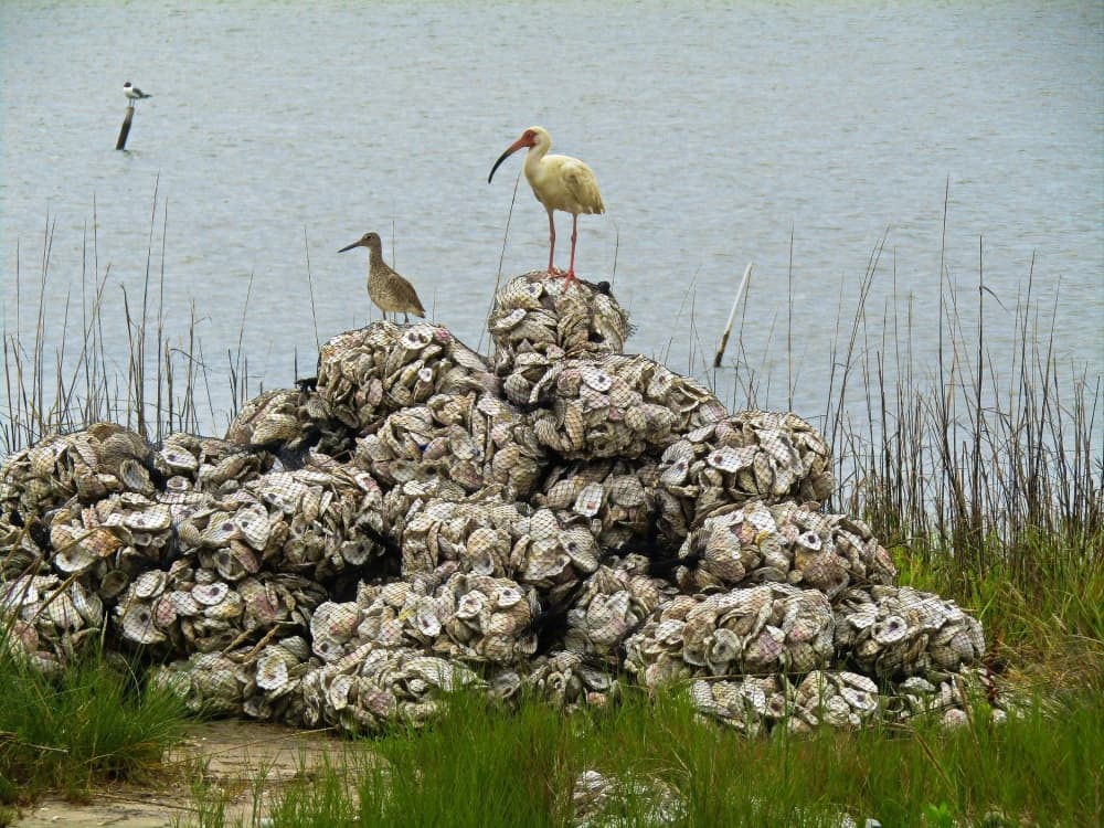 Galveston Bay report card helps advocates push for citizen investment