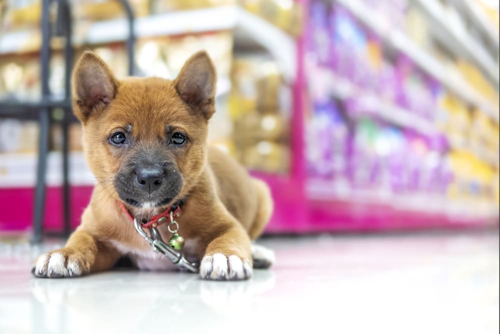 Proposed ordinance to regulate the sale of pets in New Braunfels postponed as advisory board conducts further research