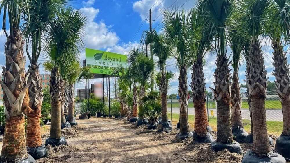 Beyond Paradise Nursery to relocate to Tomball