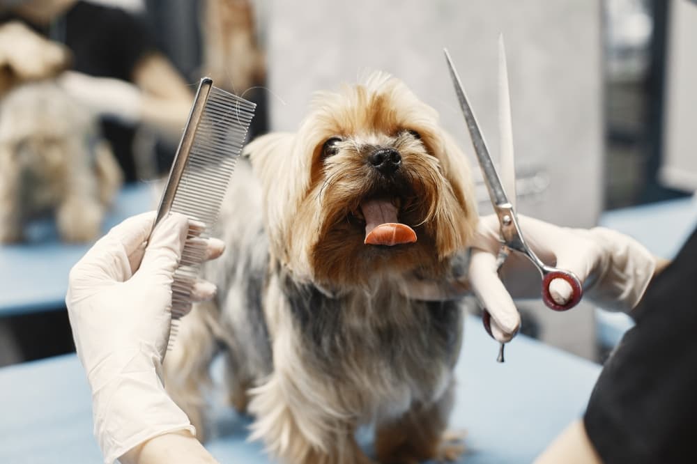 Pretty Paws Pet Spa now open in Cy-Fair