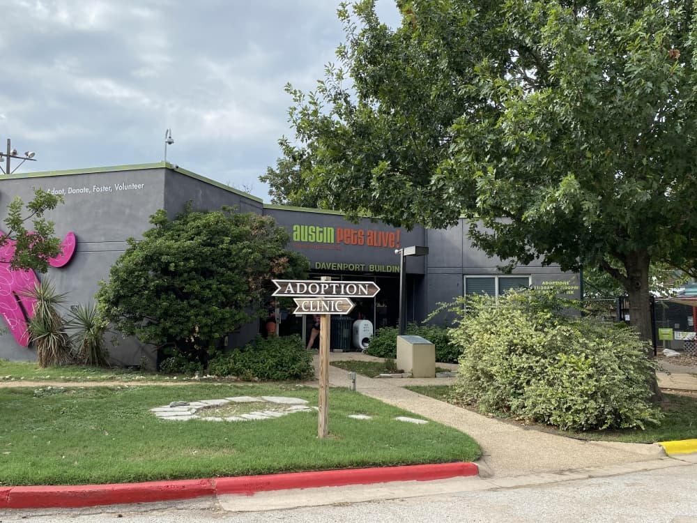 Austin Pets Alive seeking emergency fosters as many staffers in quarantine