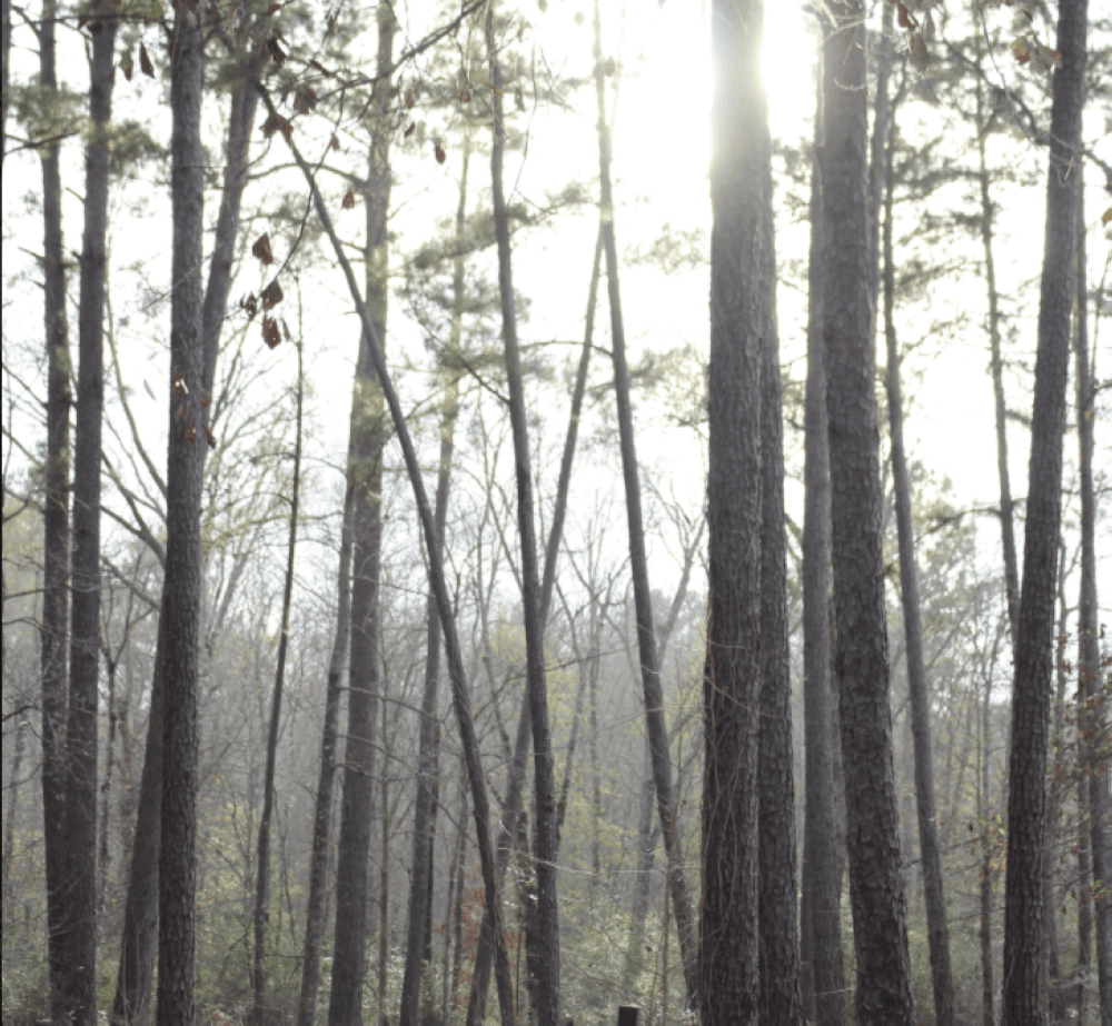 Lone Star Hiking Trail Club gathering input on Sam Houston National Forest trails for master plan