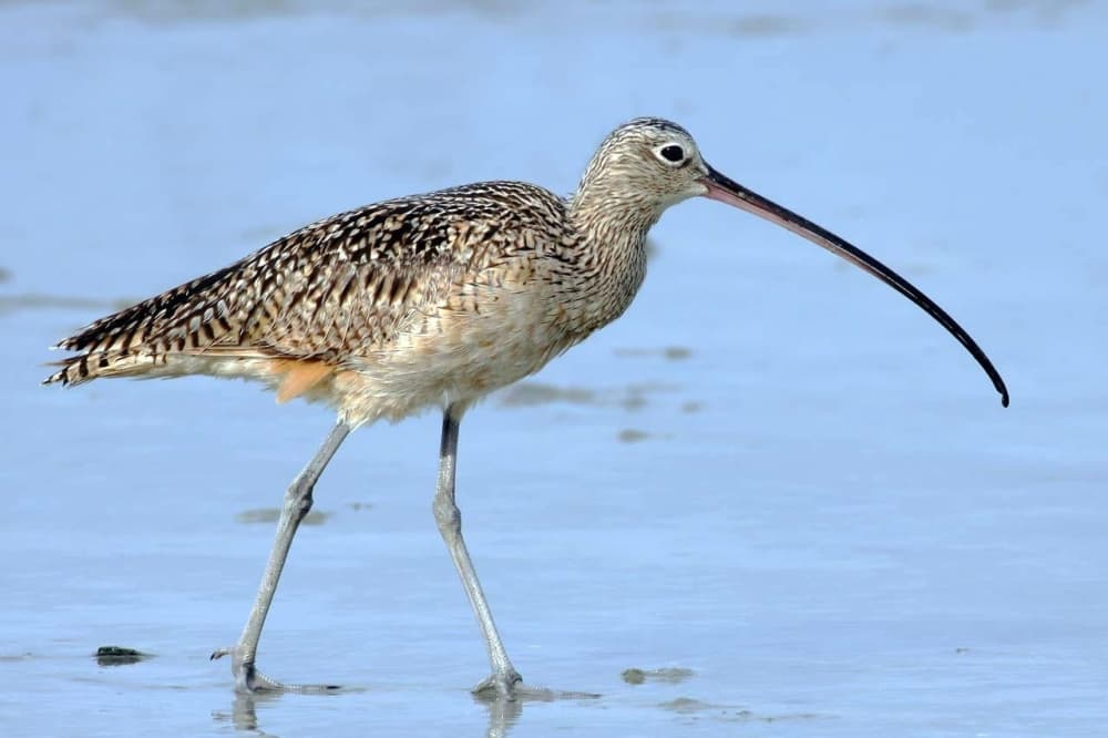 Katy Prairie Conservancy acquires 956 acres of land for preservation