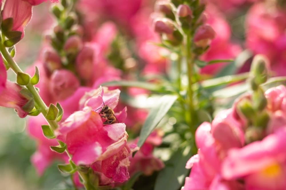 Flowers are a great way to attract bees to pollinate garden produce.