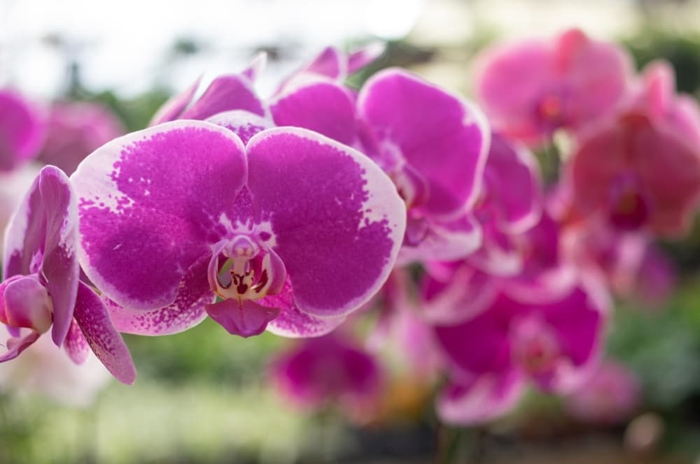 
A variety of plants are sold at The Plant Haus, including flowers, trees and more.
