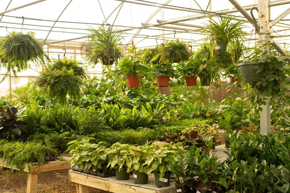
The Plant Haus has a greenhouse full of indoor and outdoor plants for sale in the winter.