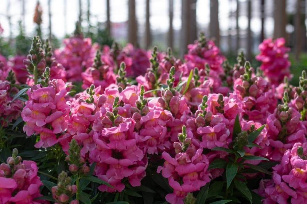 A wide variety of plants are sold at The Plant Haus, including flowers, trees and more.
