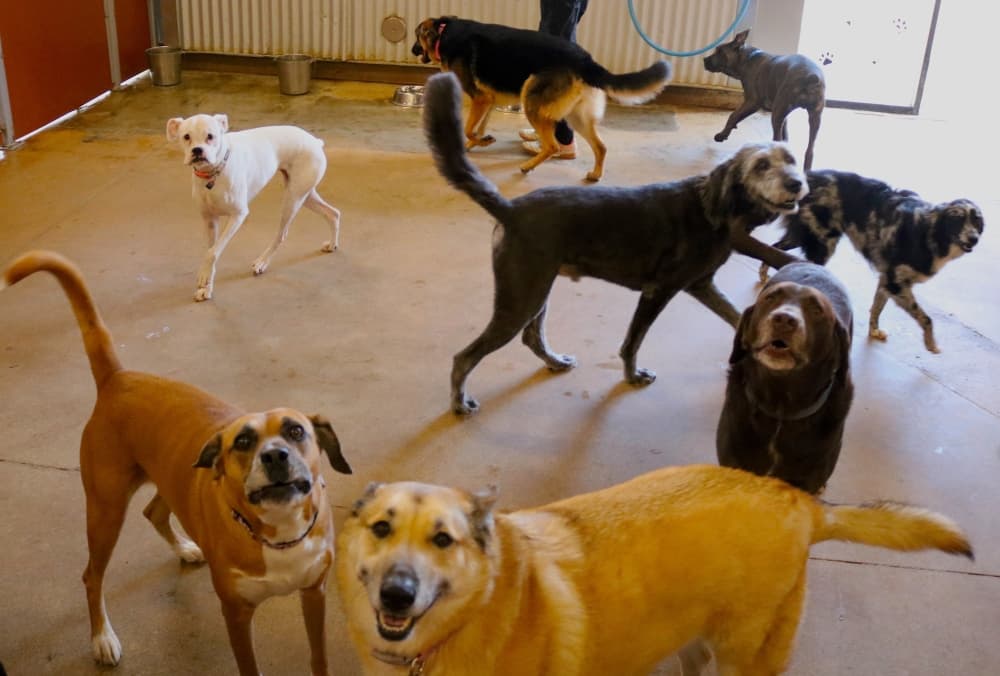 Dogs at Camp Bow Wow.