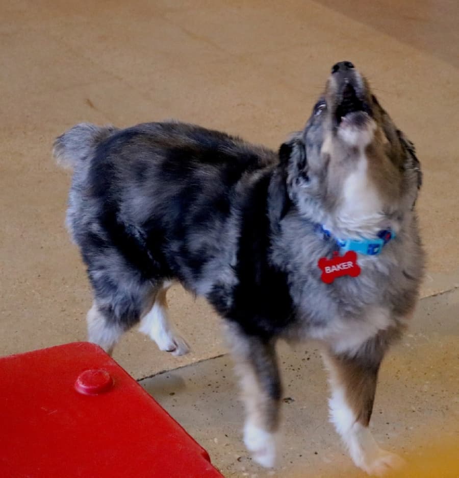Dog at Camp Bow Wow.