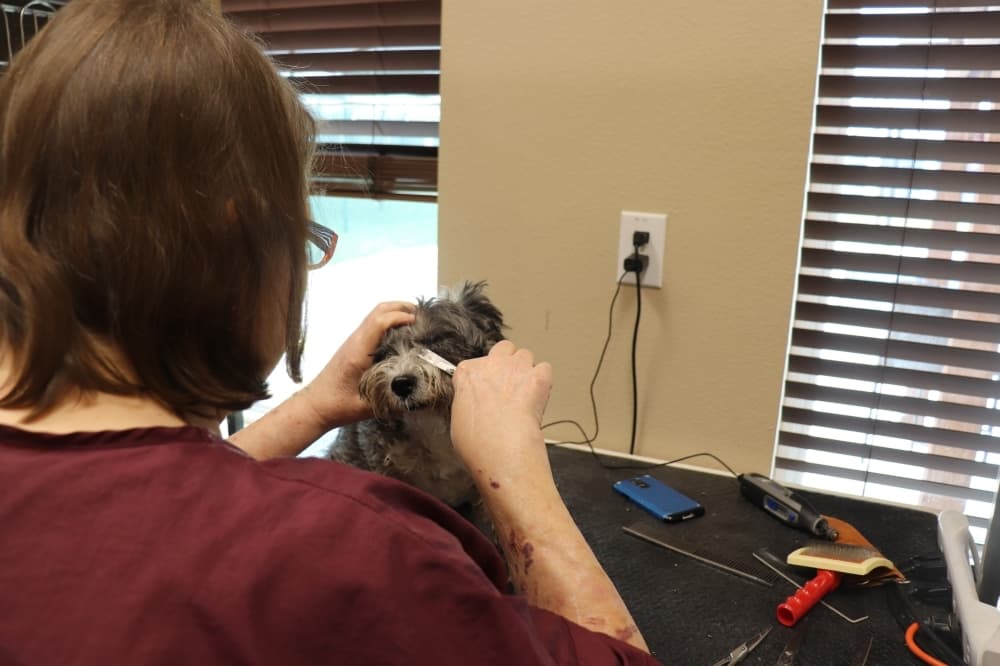 
Missy Oliver has over 30 years of grooming experience.