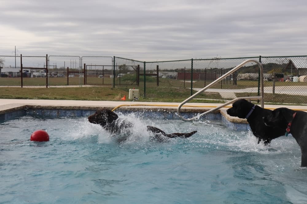 Staff provide a second chance to animals at My Buddy’s Pet Resort