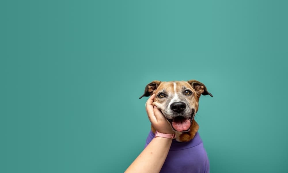 VO Vets Animal Hospital now open in northeast Fort Worth