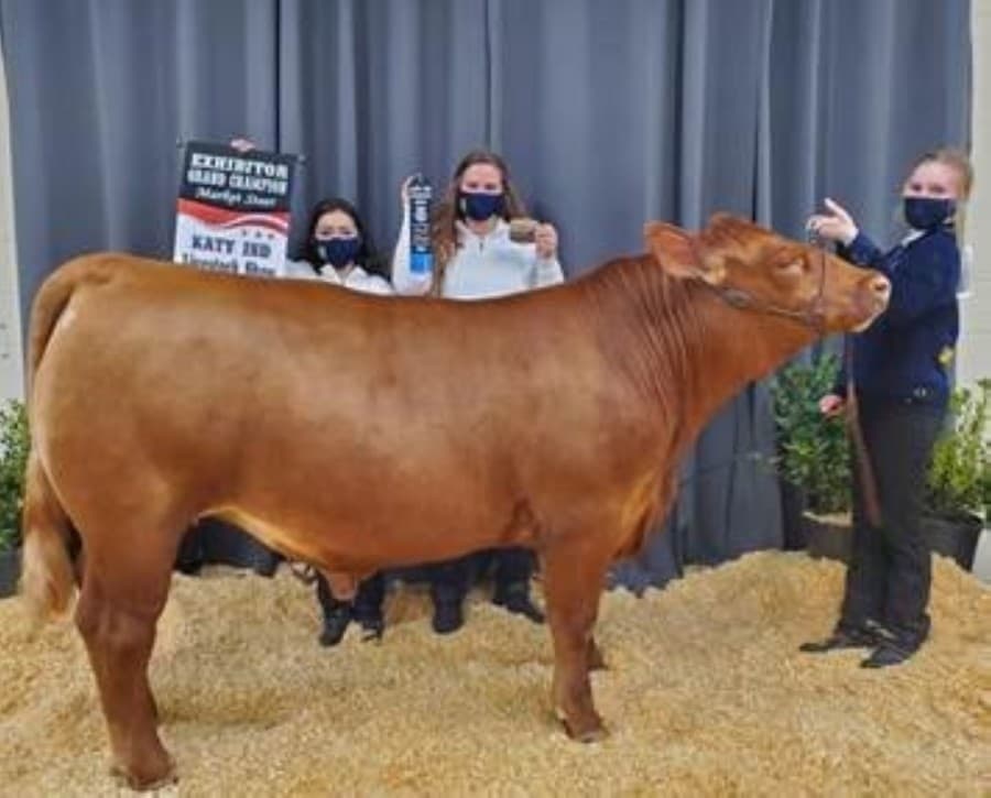 Everything you need to know about the Katy ISD FFA Livestock Show, Katy Rodeo