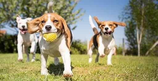 Richardson ISD working with city of Dallas on public dog park