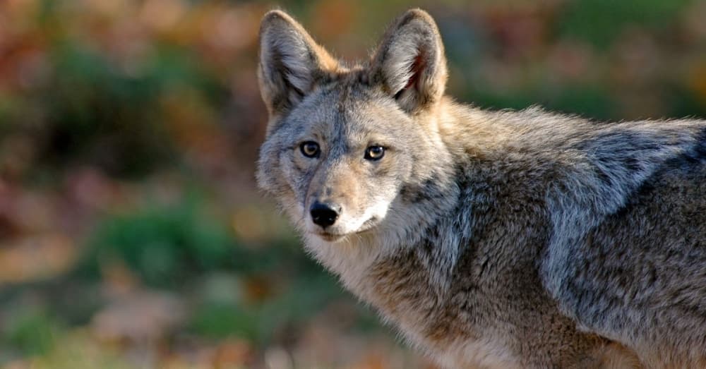 Richardson officials warn mating season for bobcats, coyotes presents potential risk for pets