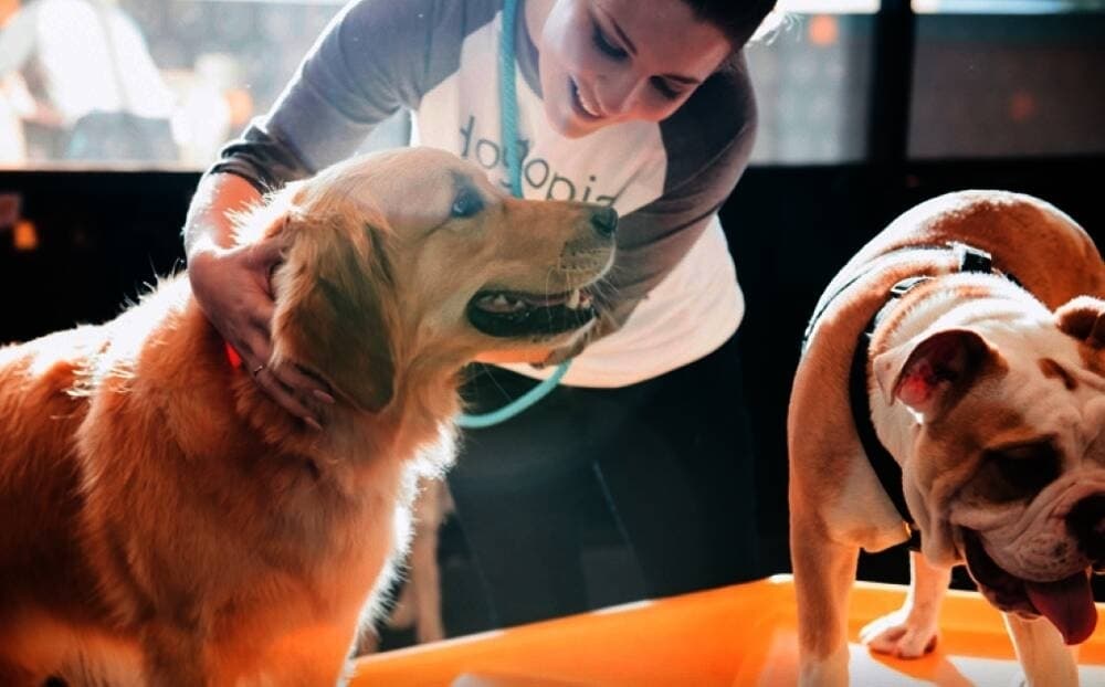 Dogtopia opened in Roanoke last year. (Courtesy Dogtopia)