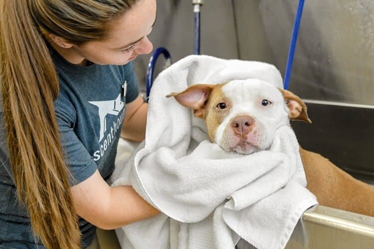 Dog grooming franchise Scenthound headed to Circle C in Southwest Austin