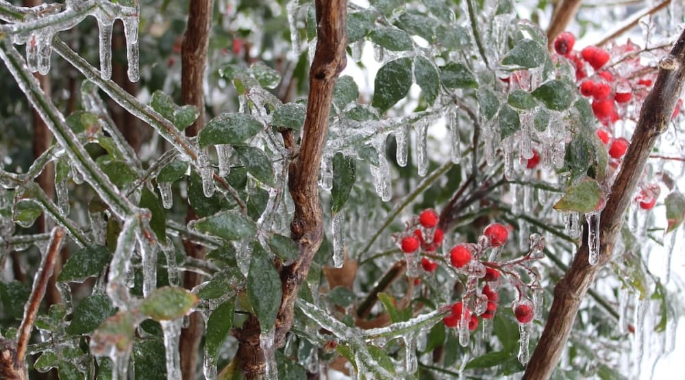 Ice covers plants in McKinney. (Samantha Van Dyke/Community Impact Newspaper)