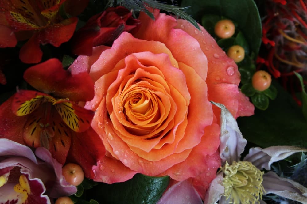 This free spirit rose is available at Devin Designs Flowers. (Karen Chaney/Community Impact Newspaper)