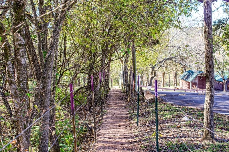 The “tunnel of trees” provides a shaded walk to the edge of the Guadalupe River. 
